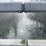 Spinnennetz mit Tau