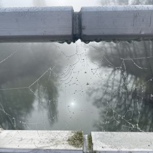 Spinnennetz mit Tau